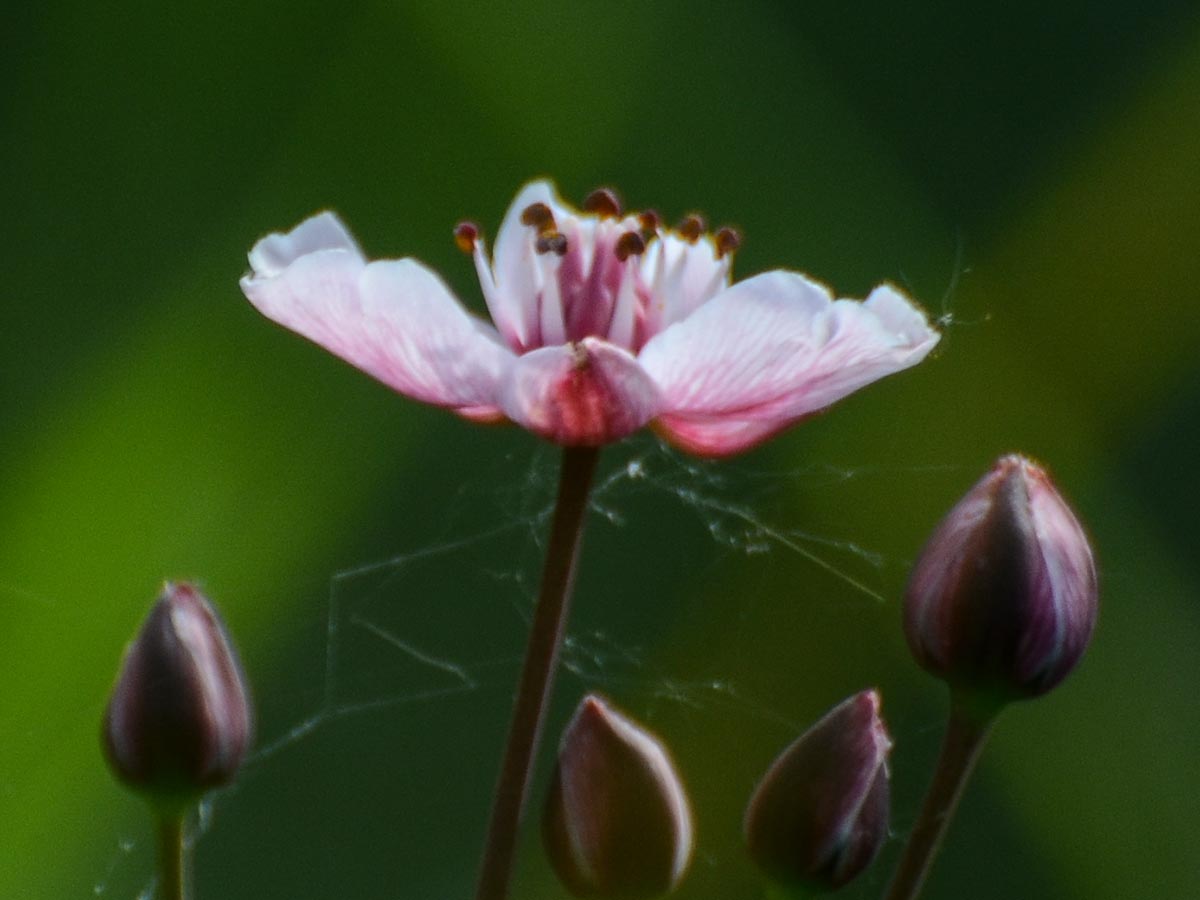 Blüte